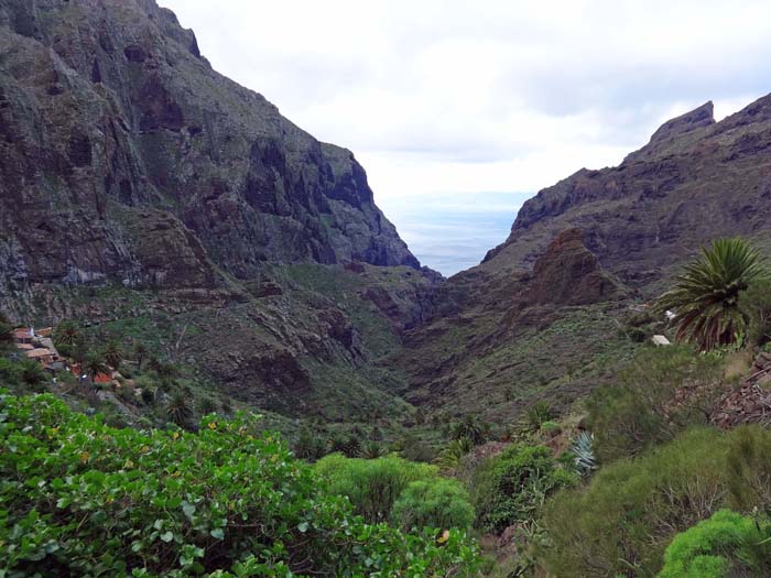 von den Haustüren weg stürzt der wilde Barranco de Masca, die vielleicht berühmteste Schlucht Teneriffas, 700 m tief ...