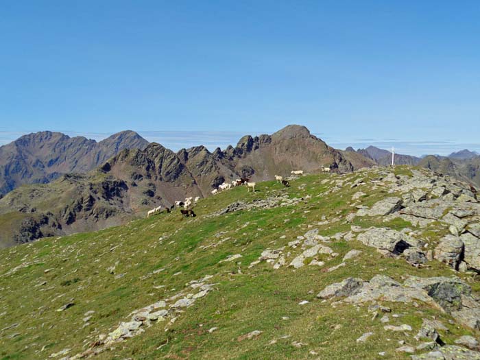 Schafherde am Gipfeldach der Oberen Mundsalspitze; im Westen die Zarspitzen, links hinten Gölbner und Gumriaul