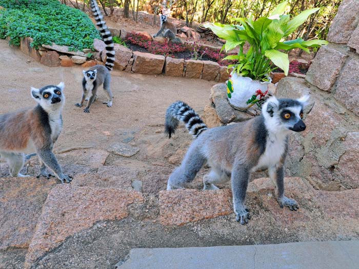 das Fressgelage spricht sich in Windeseile herum und in Kürze ... das Fressgelage spricht sich in Windeseile herum und in Kürze ...