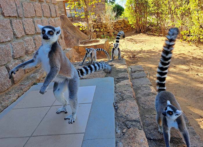 ... sind wir umzingelt von Ringschwanzlemuren ... sind wir umzingelt von Ringschwanzlemuren