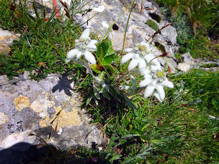 Leontopodium nivale, das Alpenedelweiß, trifft man auf anspruchsvolleren Routen der Karnier häufiger an als nördlich des Alpenhauptkammes