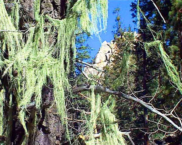 im dichten Gehölz wird zwischen Baumfarnen der steile Gipfelaufbau des Scout Peak sichtbar