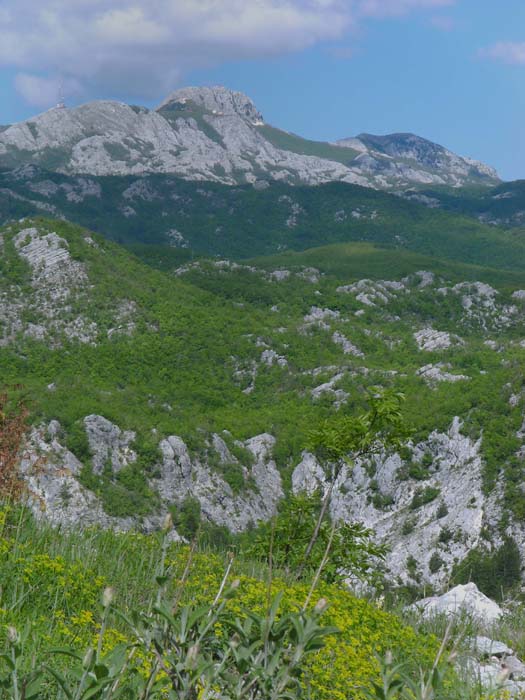 Blick von der baumfreien Schulter des Velji Đinovo Brdo nach NW zum Jezerski Vrh, dem zweithöchsten Lovćen-Gipfel