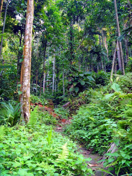 Dschungelpfad an den Meghalaya-Nordhängen