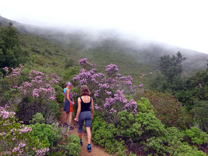relativer Wasserreichtum und doch häufigerer Nebel erlauben eine reichhaltige Flora, manchmal fühlt man sich fast auf die Azoren versetzt