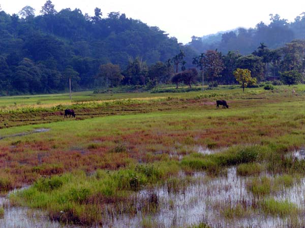 fruchtbares Schwemmland am Mittellauf des Brahmaputra