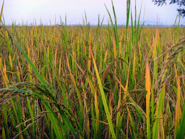 Reis - Hauptnahrungsmittel der Bevölkerung Indiens, die mittlerweile auf über eine Milliarde Menschen angewachsen ist