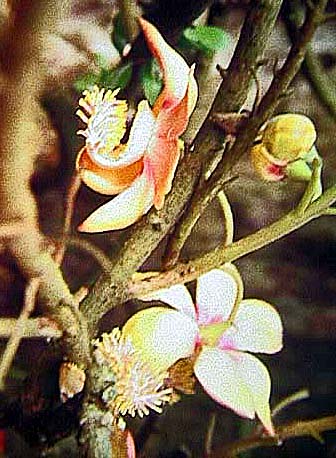 seltene Orchideen
