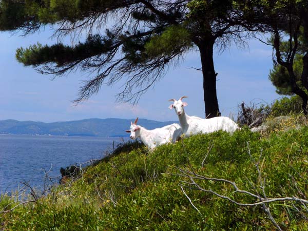 Ziegen in der Bucht Pod Pojica, jenseits des Meeres die Insel Korčula