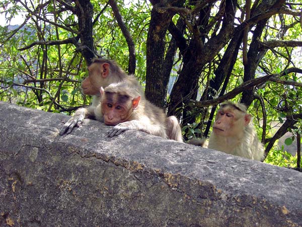 im Bereich des viel besuchten Gipfelplateaus lauern zahllose Affen auf Futter