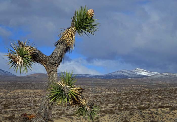 wo die Mojave-Wüste an die Südausläufern der Sierra Nevada stößt, ...