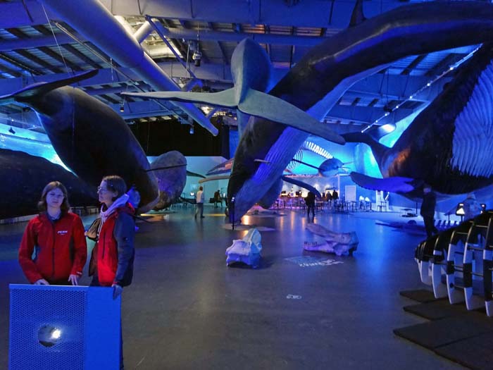 auf der relativ kahlen Landzunge der nordwestl. Hafenbegrenzung entdecken wir zwei interessante Einrichtungen: ein Walmuseum, ...
