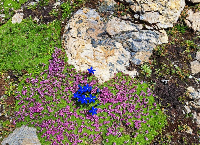 ... finden sich immer wieder prächtige Blumenpolster ... finden sich immer wieder prächtige Blumenpolster