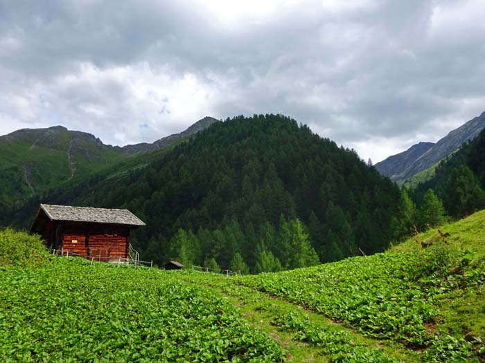 ... vorbei an der Stürmitzalm (von links Toinigspitze, Kriselachspitze und Kleinbachtal) ... ... vorbei an der Stürmitzalm (von links Toinigspitze, Kriselachspitze und Kleinbachtal) ...