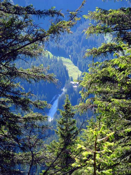 gleich zu Beginn der Wanderung kann man durch die Stämme des Hochwaldes einen Blick auf den mittleren der berühmten Krimmler Wasserfälle werfen