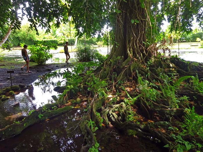 ... wo man zwischen steilen Dschungelpfaden und beschaulichen Spaziergängen wählen kann (im Bild eine Polynesische Kastanie) ...