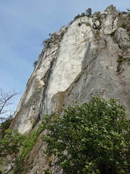 die glatten hellen Pfeiler der Hauptwand Velika stijena (Sektor B) bieten über ein Dutzend Klettereien zwischen 6a und 7c